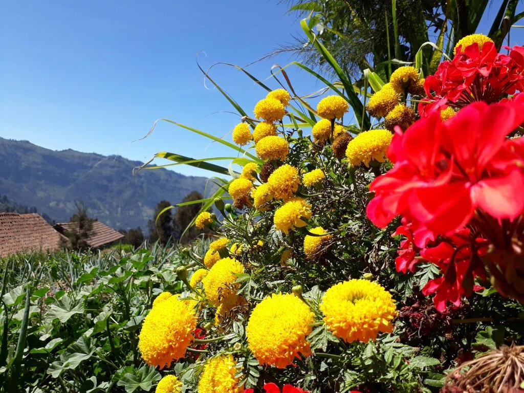 Bromo Otix Guest House Exteriör bild